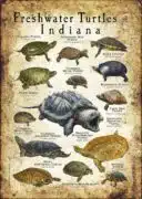 Freshwater Turtles of Indiana poster print