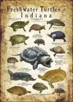Freshwater Turtles of Indiana poster print