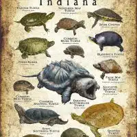 Freshwater Turtles of Indiana poster print