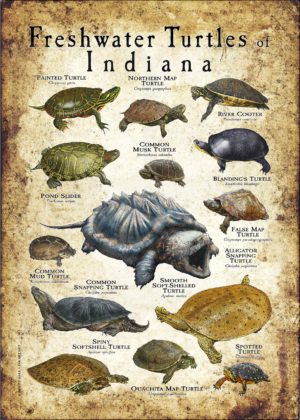 Freshwater Turtles of Indiana poster print
