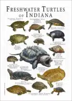 Freshwater Turtles of Indiana poster print