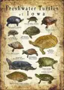 Freshwater Turtles of Iowa poster print