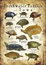 Freshwater Turtles of Iowa poster print