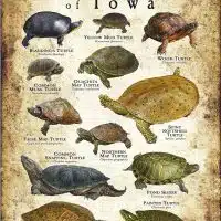 Freshwater Turtles of Iowa poster print