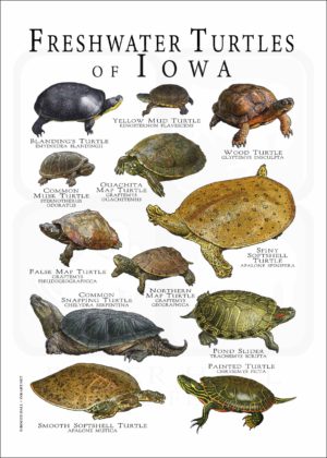 Freshwater Turtles of Iowa