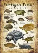 Freshwater Turtles of Kansas poster print