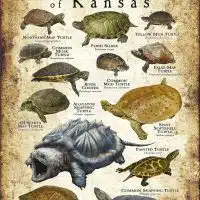 Freshwater Turtles of Kansas poster print