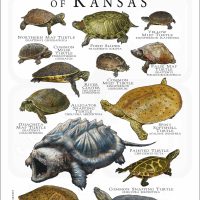 Freshwater Turtles of Kansas poster print