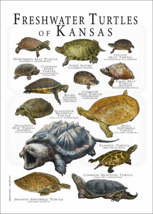 Freshwater Turtles of Kansas poster print