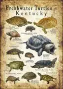 Freshwater Turtles of Kentucky poster print