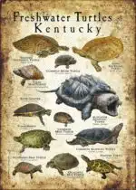 Freshwater Turtles of Kentucky poster print