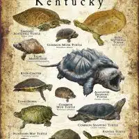 Freshwater Turtles of Kentucky poster print