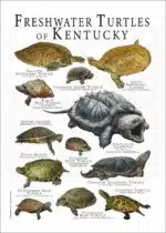 Freshwater Turtles of Kentucky poster print