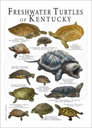 Freshwater Turtles of Kentucky poster print