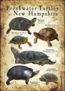Freshwater Turtles of New Hampshire poster print