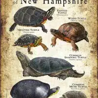 Freshwater Turtles of New Hampshire poster print