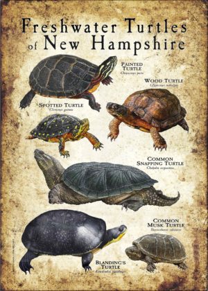 Freshwater Turtles of New Hampshire poster print