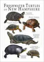 Freshwater Turtles of New Hampshire poster print