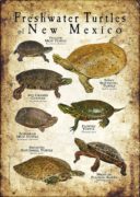 Freshwater Turtles of New Mexico poster print