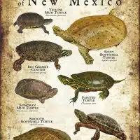 Freshwater Turtles of New Mexico poster print