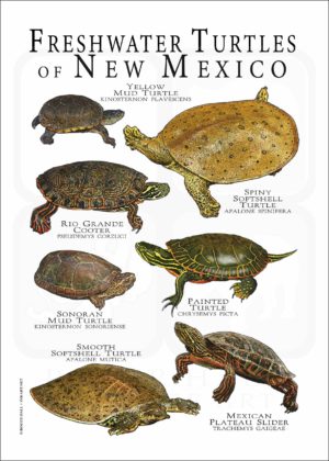 Freshwater Turtles of New Mexico poster print