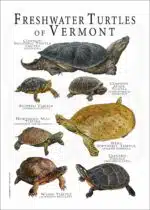 Freshwater Turtles of Vermont poster print