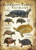 Freshwater Turtles of Vermont poster print