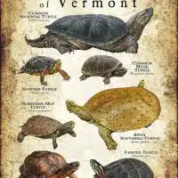 Freshwater Turtles of Vermont poster print