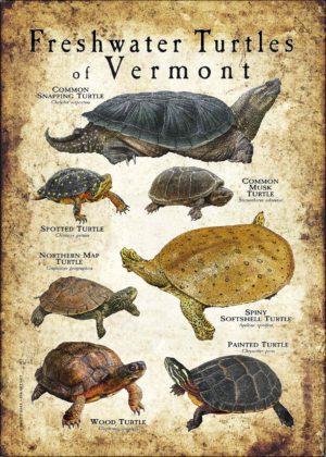 Freshwater Turtles of Vermont poster print
