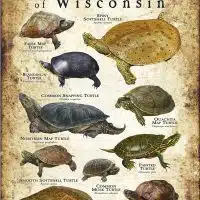 Freshwater Turtles of Wisconsin poster print