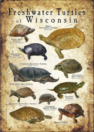Freshwater Turtles of Wisconsin poster print