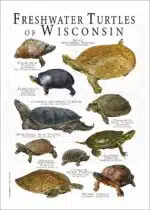 Freshwater Turtles of Wisconsin poster print