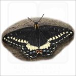 Indra Swallowtail Butterfly illustration
