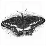Indra Swallowtail Butterfly illustration