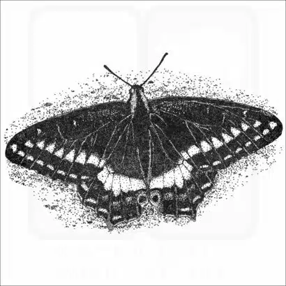 Indra Swallowtail Butterfly illustration
