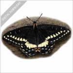 Indra Swallowtail Butterfly stock image