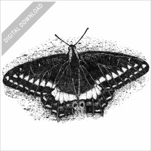 Indra Swallowtail Butterfly illustration