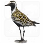 Pacific Golden Plover illustration