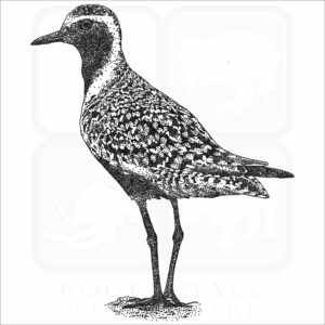 Pacific Golden Plover
