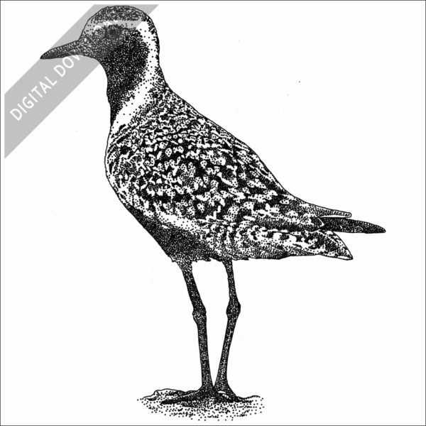 Pacific Golden Plover