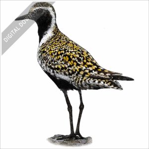 Pacific Golden Plover stock image