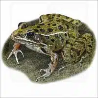 Plains Leopard Frog illustration