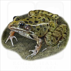 Plains Leopard Frog illustration