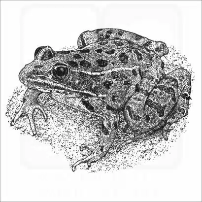 Plains Leopard Frog illustration
