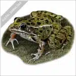 Plains Leopard Frog illustration
