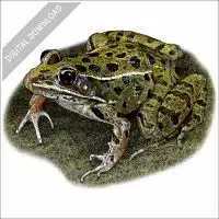 Plains Leopard Frog illustration