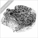 Plains Leopard Frog stock image