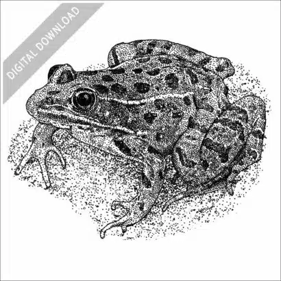 Plains Leopard Frog stock image