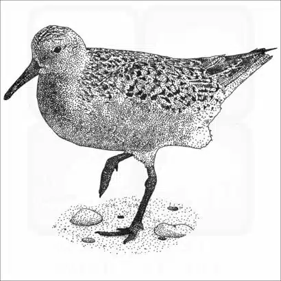 Red Knot