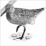 Red Knot